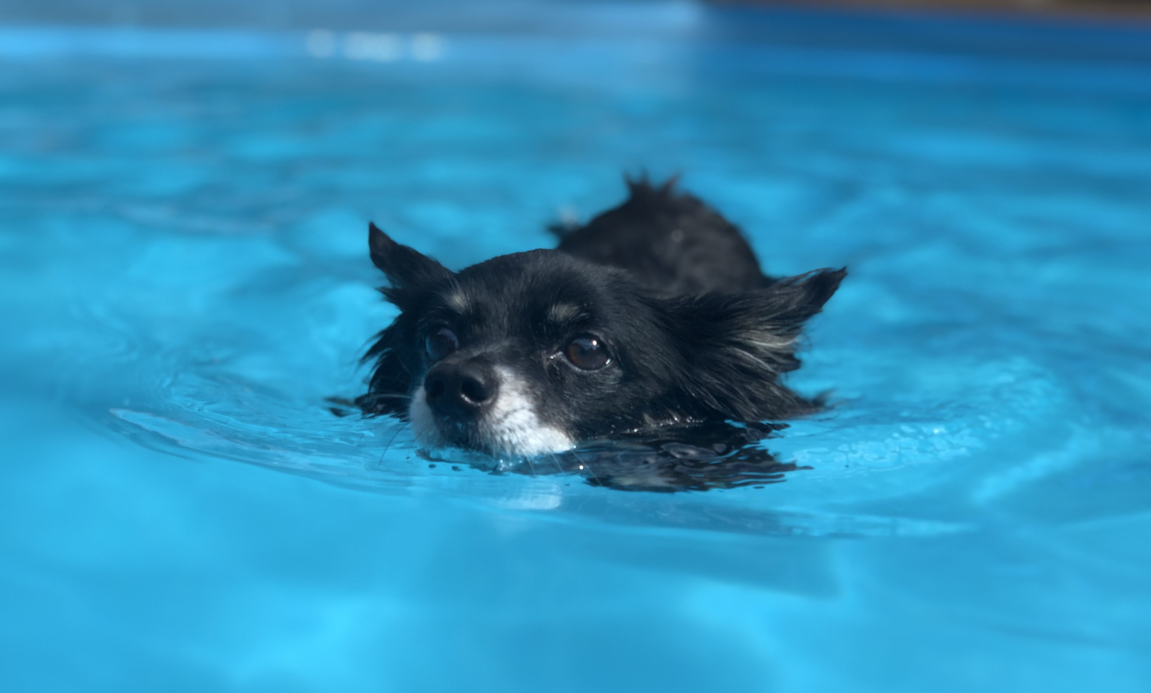 Carlo schwimmt im Wasser