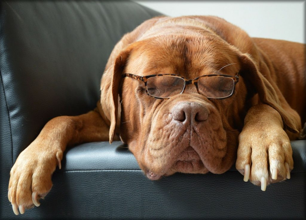 Hund Brille