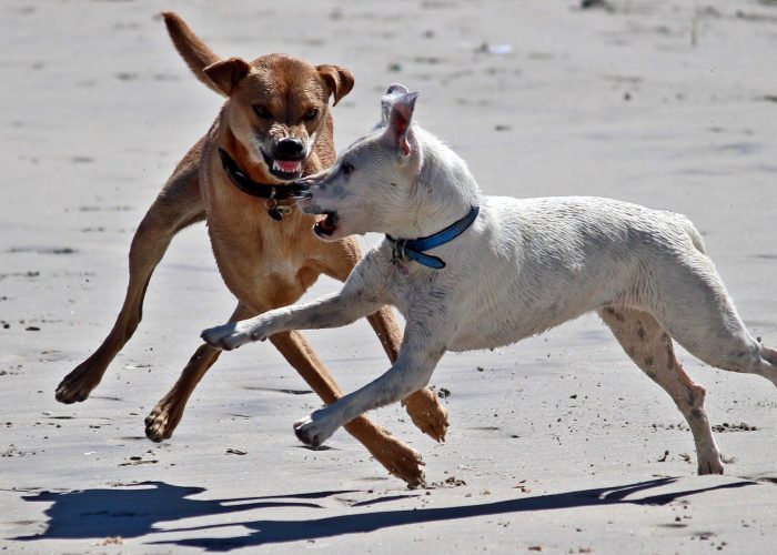 Agressiver Hund Pöbelnder Hund