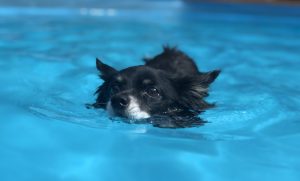 Carlo schwimmt im Wasser