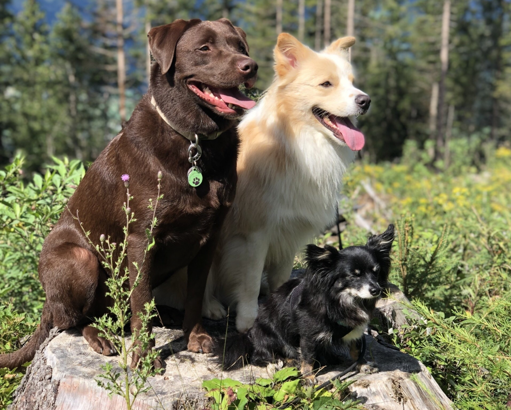Stella, Carlo und Shorty beim Wandern