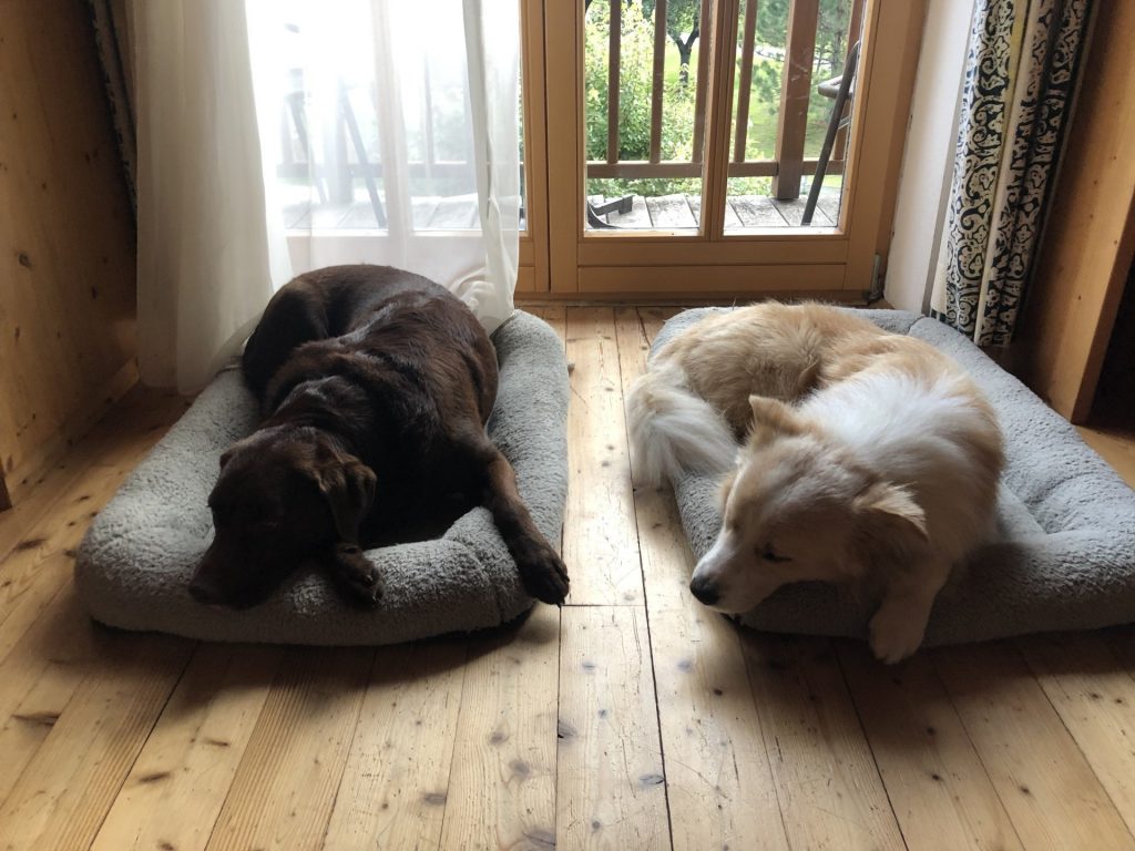 Shorty und Stella schlafen