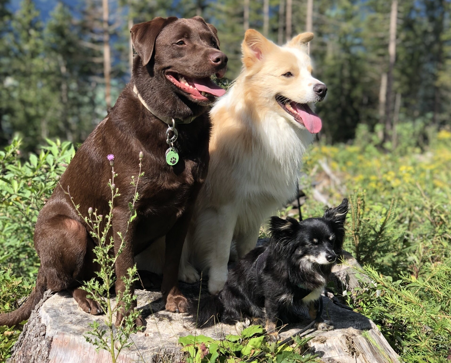 Stella, Carlo und Shorty beim Wandern