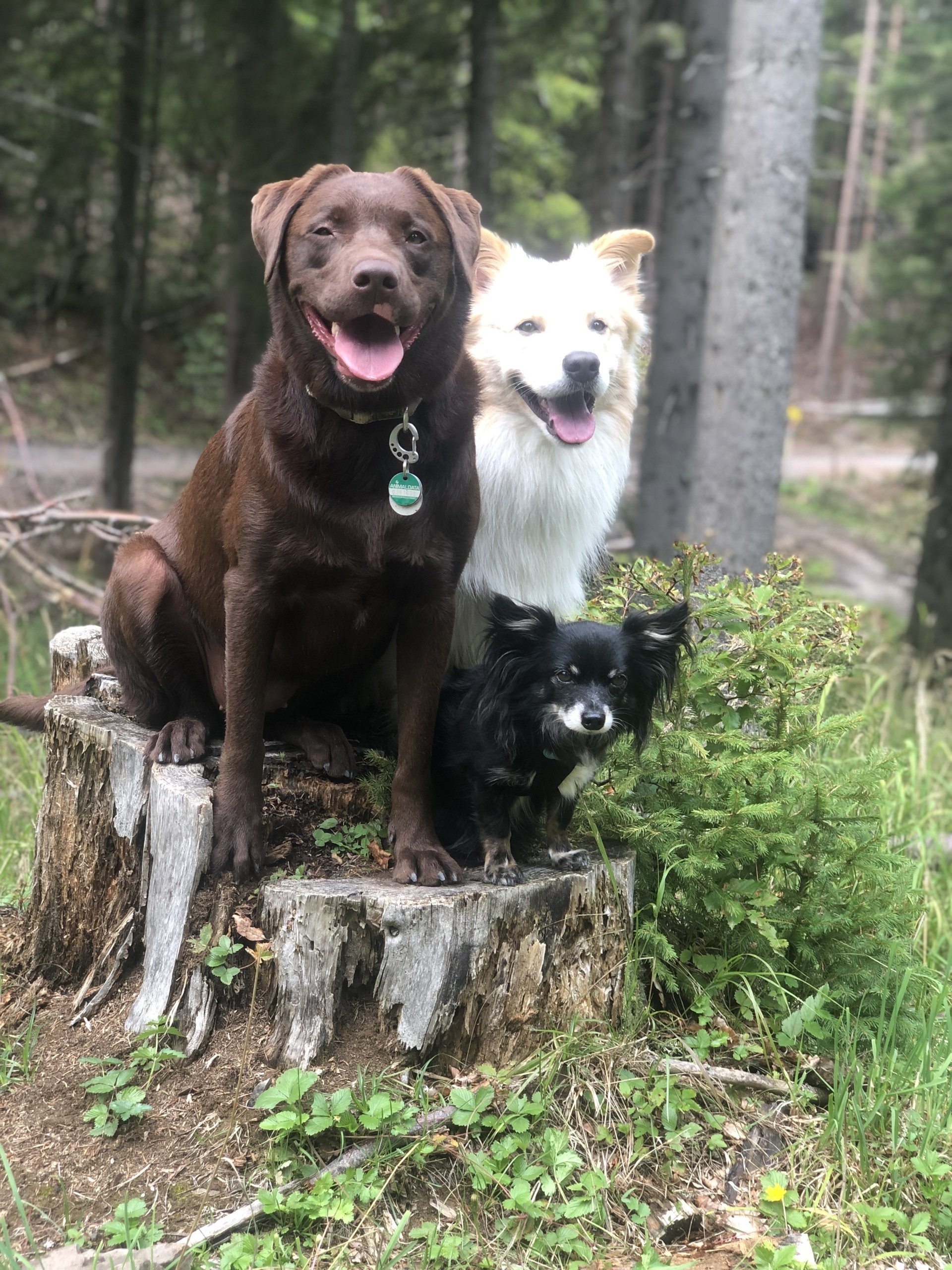 Wandern mit Hunden