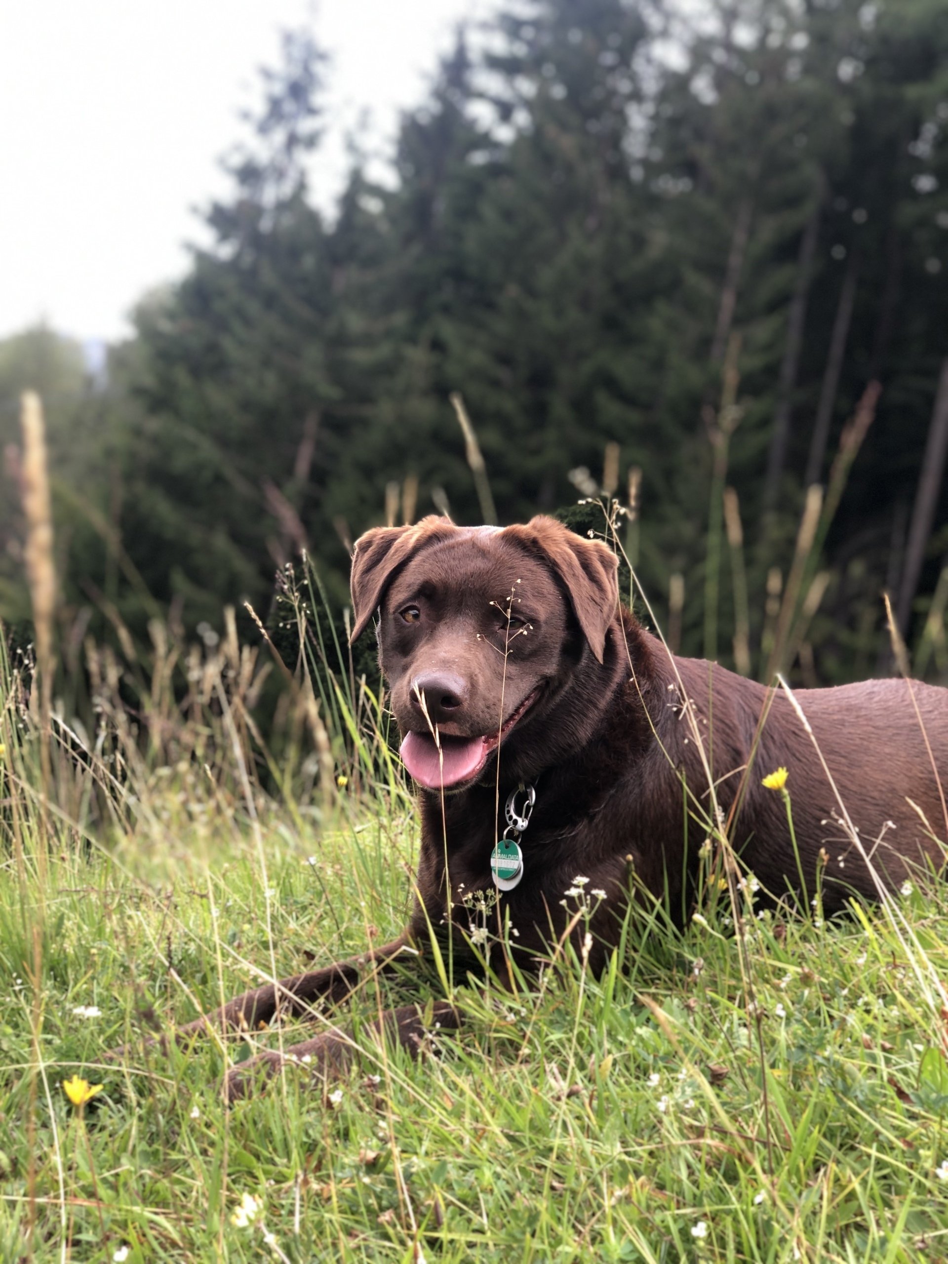Wandern mit Hunden