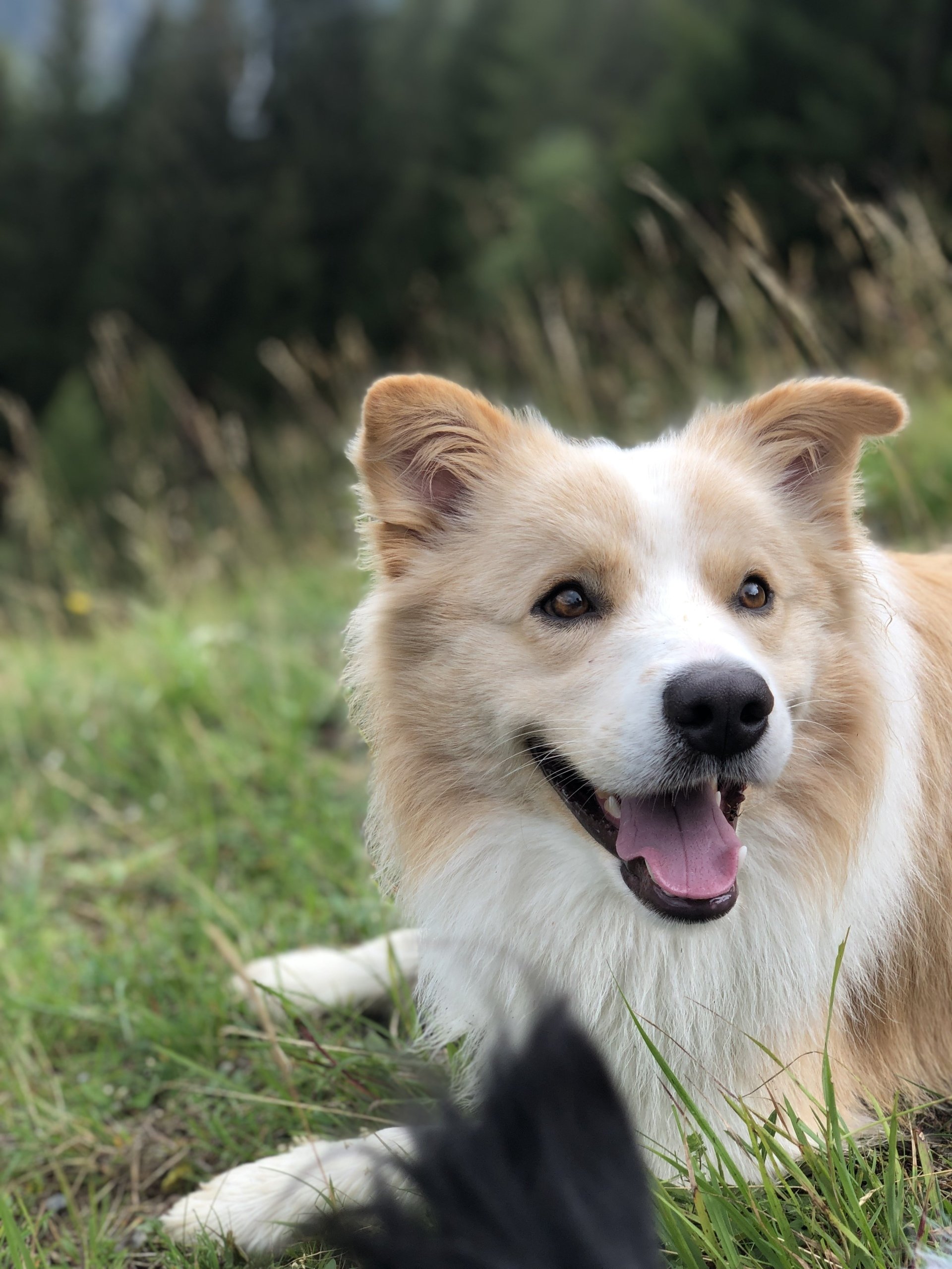 Wandern mit Hunden