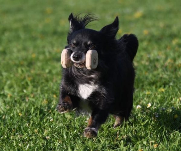 Carlo beim Hundesport Obedience
