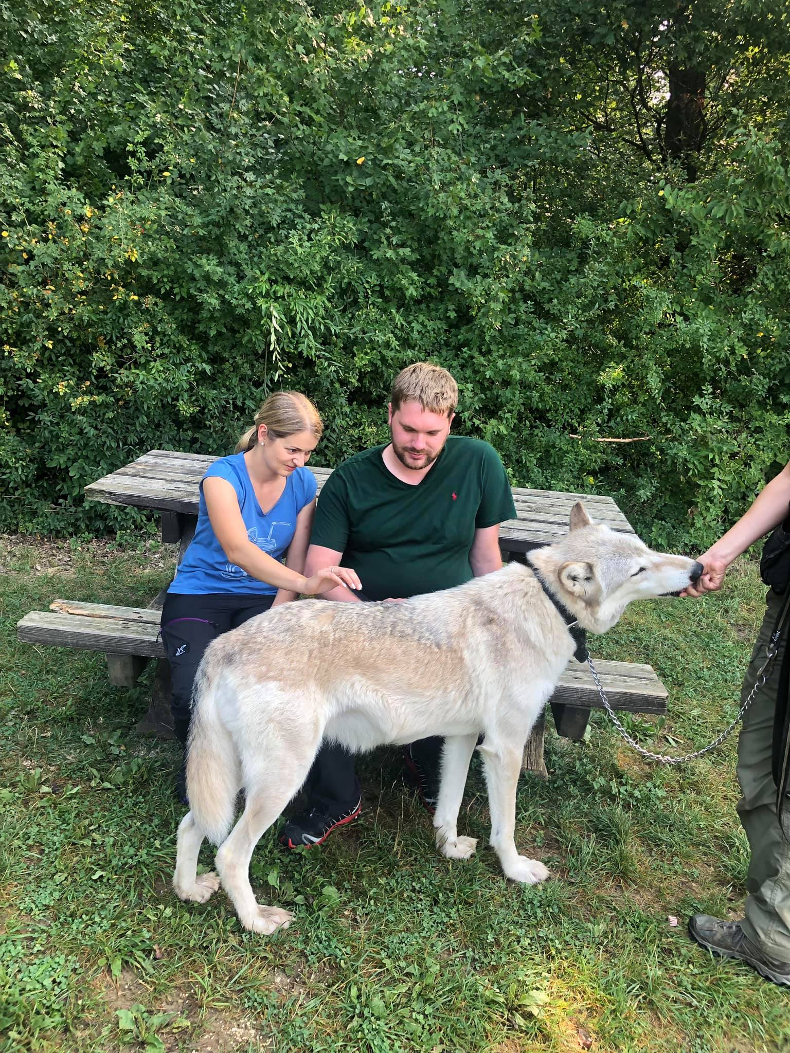 Wolfsspaziergang mit Chitto