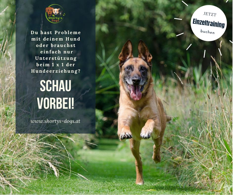 Hundetraining-Angebot