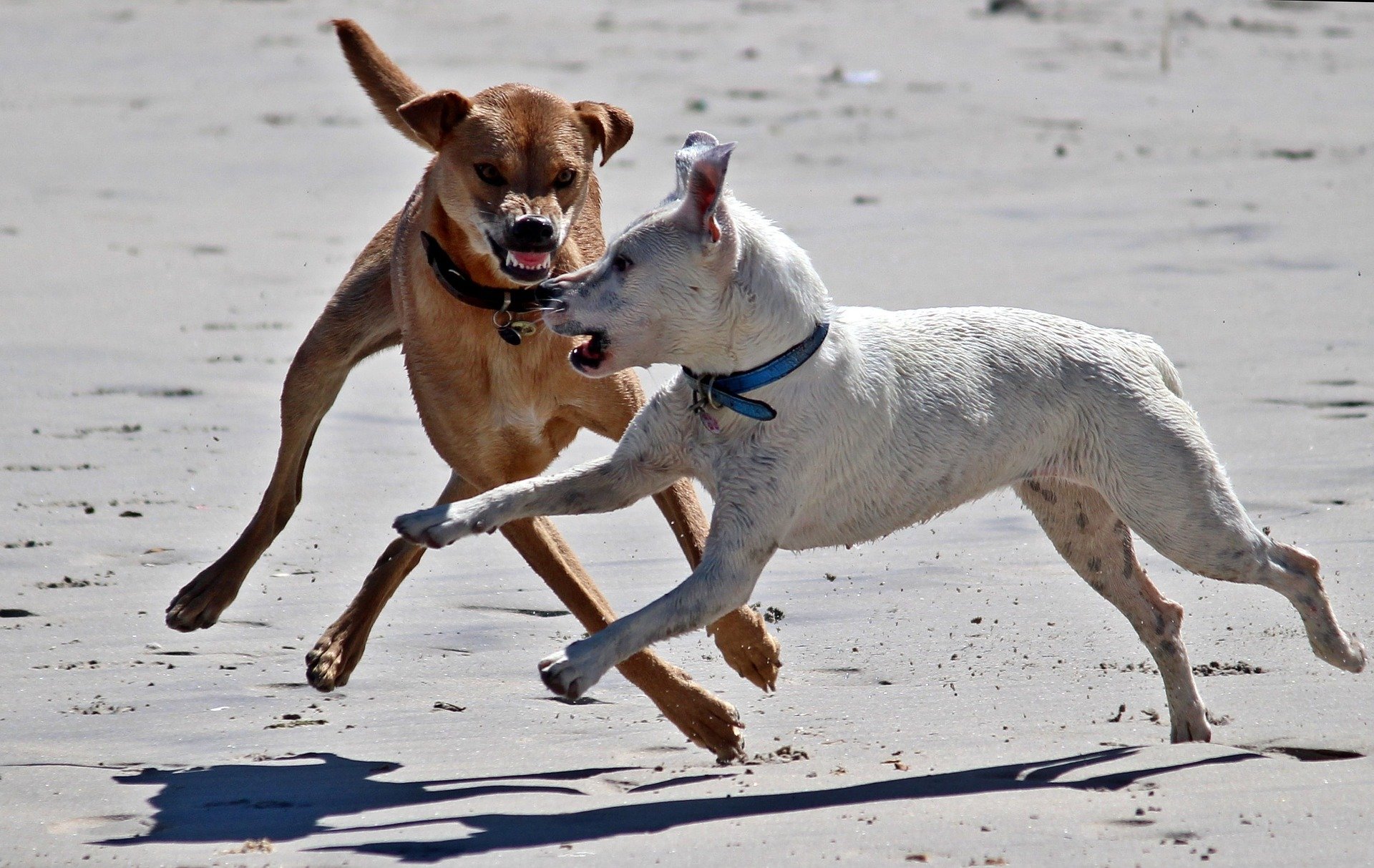 Agressiver Hund Pöbelnder Hund
