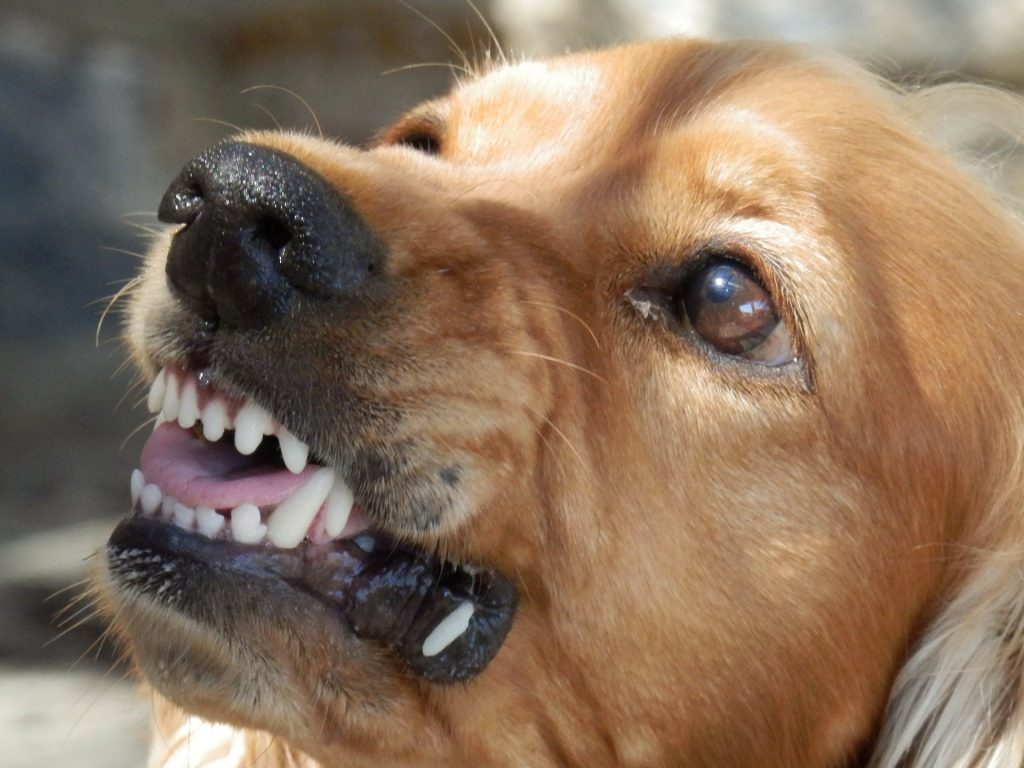 Aggressiver Hund