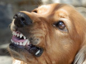 Aggressiver Hund