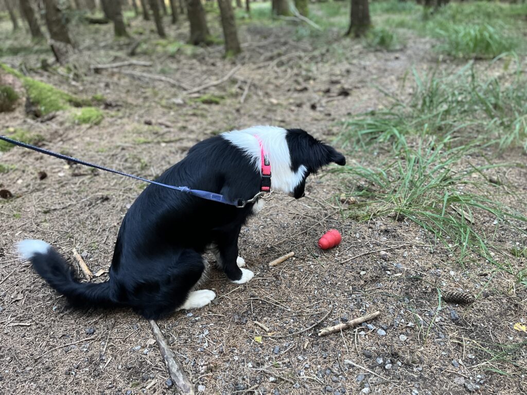 Spürhund, Busy, KONG, Beschäftigung