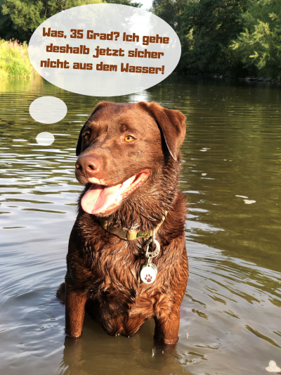 Labrador im Wasser